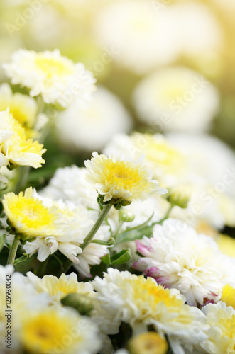 Chrysanthemums © Mikhailov Studio