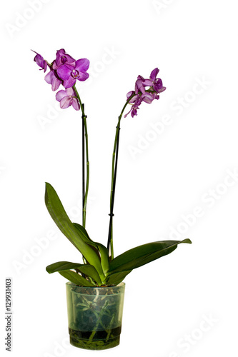 Orchid houseplant in pot on white background