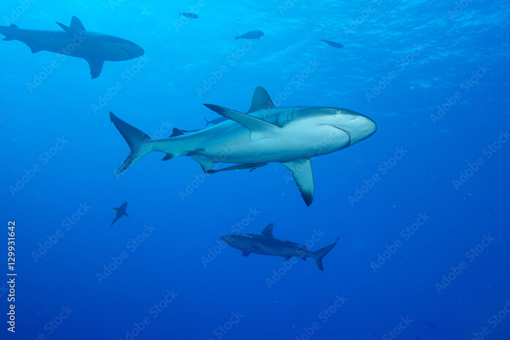 Whitetip reef shark (Triaenodon obesus) is a requiem shark in the genus Carcharinidae, Queensland Whitetip reef shark (Triaenodon obesus) is a requiem shark in the genus Carcharinidae, Queensland