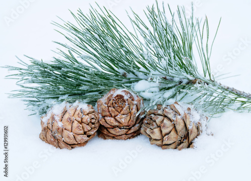 Three cedar cones with  branch in the snow