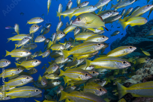 Schooling yellow-striped goatfish (Mulloidichthys vanicolensis). Great Barrier Reef, Queensland