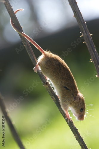 Harvest mouse (Micromys minutus) the smallest British rodent by weight, with prehensile tails to help them climb
