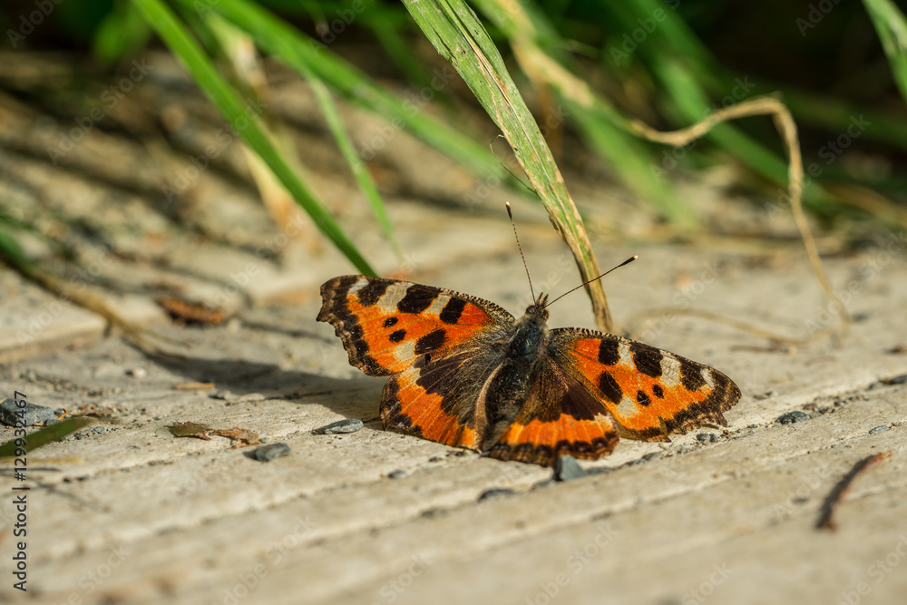 Obraz premium Orange butterfly