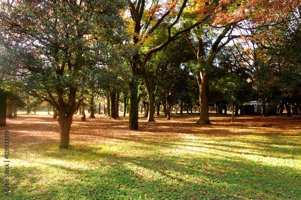 Naklejka premium 代々木公園