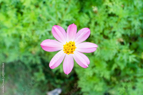 Cosmos caudatus flower also known in malay for Bunga Ulam Raja, captured during the evening