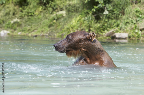 Grizzly brown bear swimming in river