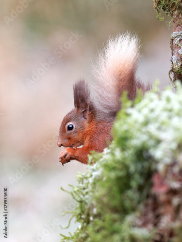 Red Squirrel feeding on nuts © markmedcalf