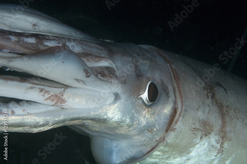 Humboldt (Jumbo) squid (Dosidicus gigas) underwater, Gulf of California, Baja California, Mexico photo