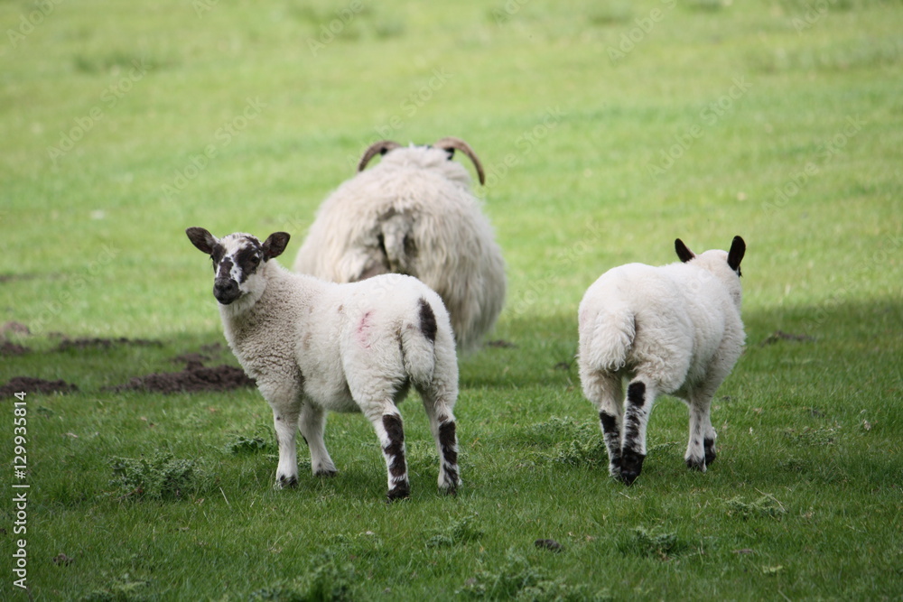 Scottish black face lambs in a countryside farm Scottish black face lambs in a countryside farm