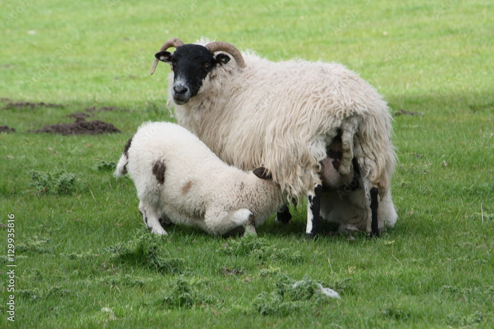 Fototapeta premium A mother sheep feeding her new born baby lamb in a Scottish countryside field