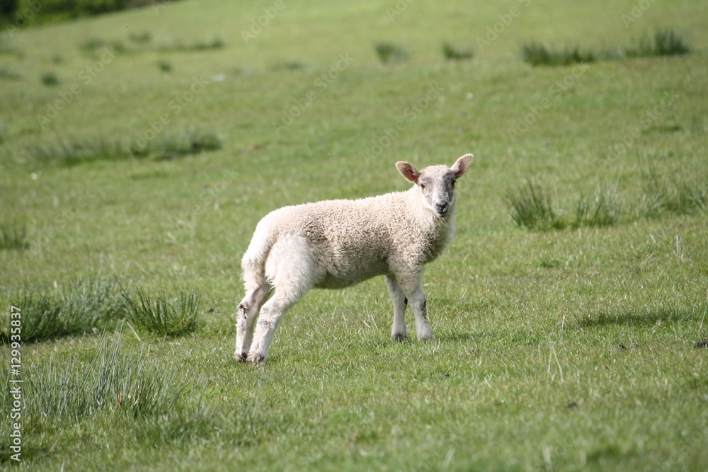 Obraz premium A Scottish black face lamb in a countryside farm