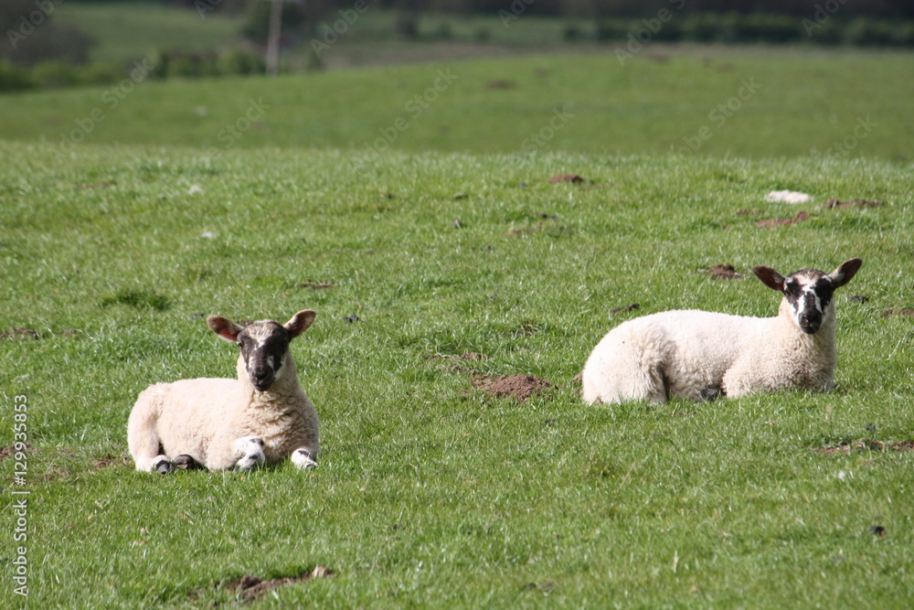 Scottish blackface lambs in a countryside farm Scottish blackface lambs in a countryside farm
