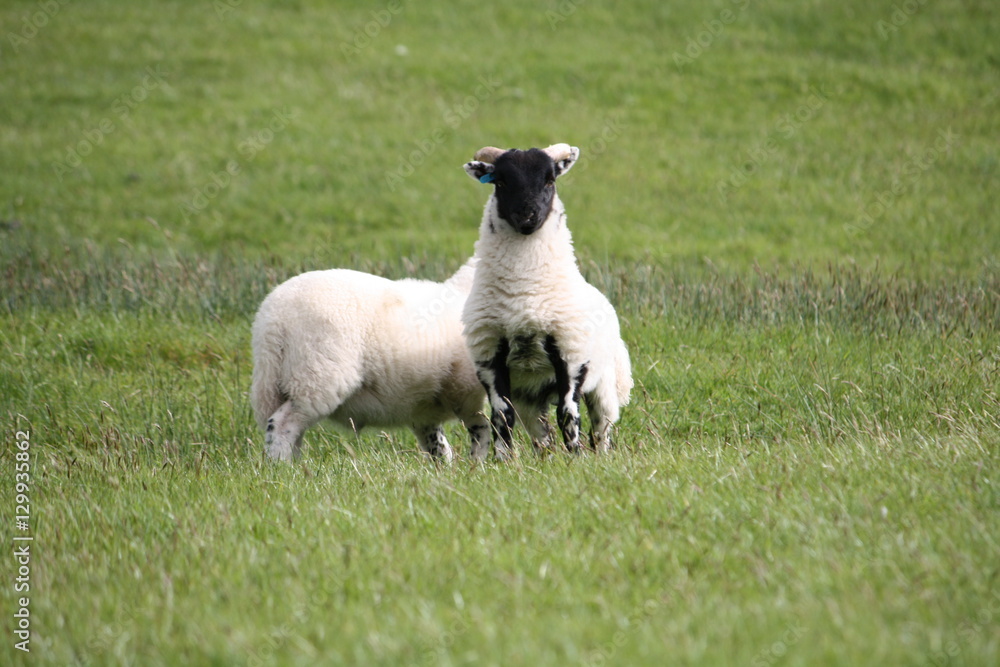 Scottish blackface lambs in a countryside farm Scottish blackface lambs in a countryside farm