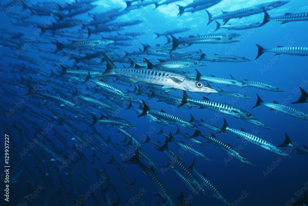 Large school of Barracuda fish