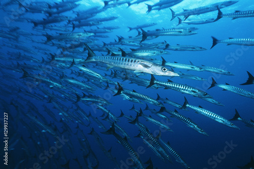 Large school of Barracuda fish photo