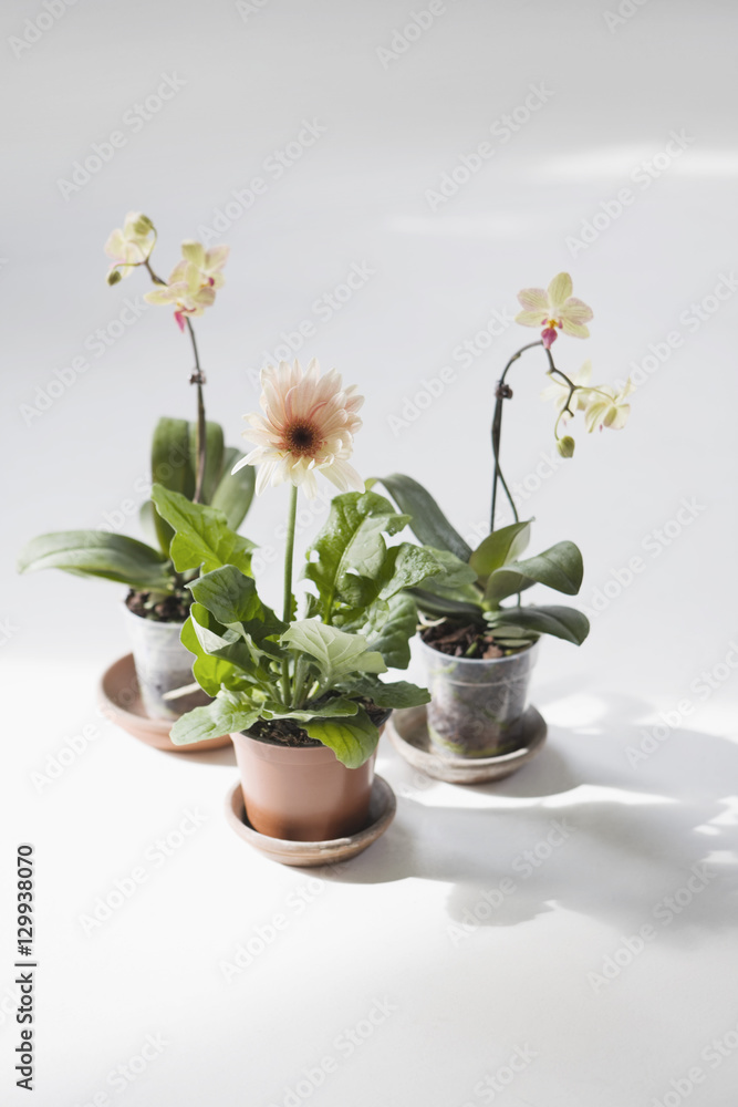 Potted flower plants plates on white floor