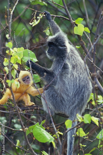 Female Silvered Langur and infant, Bako National Park, Sarawak, Borneo, Malaysia photo