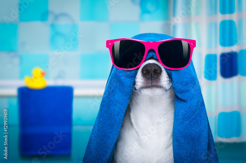 dog in shower  or wellness spa © Javier brosch