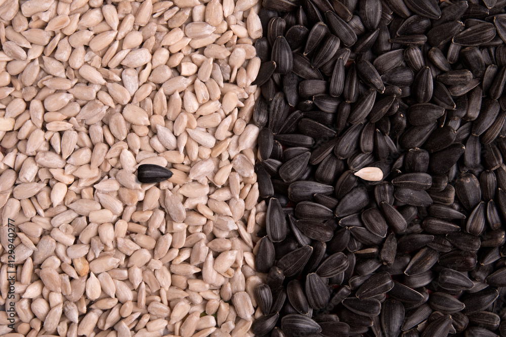 Sunflower seeds in the two kinds of draw a straight line Sunflower seeds in the two kinds of draw a straight line