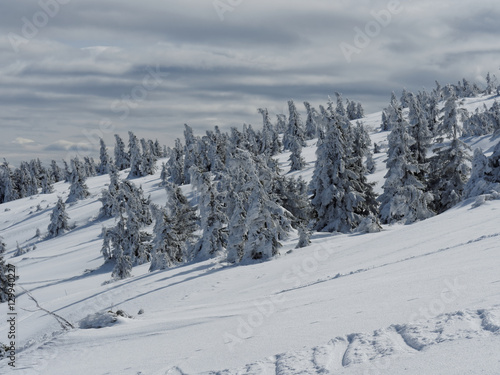 Fototapeta Naklejka Na Ścianę i Meble -  Frozen forest on peak Pilsko in mountains beskidy in poland in winter