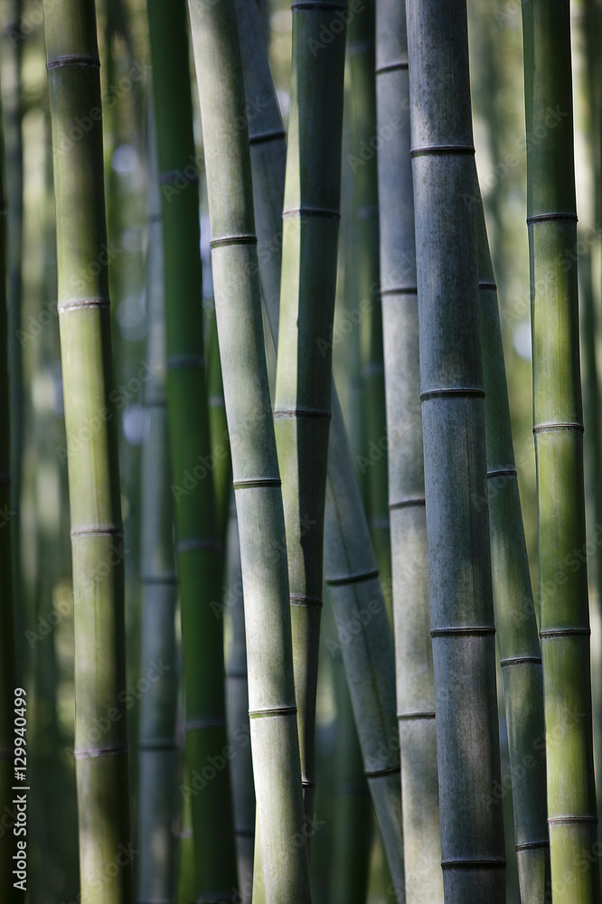 Japan Kyoto bamboo grove close-up Japan Kyoto bamboo grove close-up