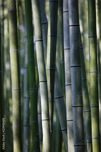 Japan Kyoto bamboo grove close-up