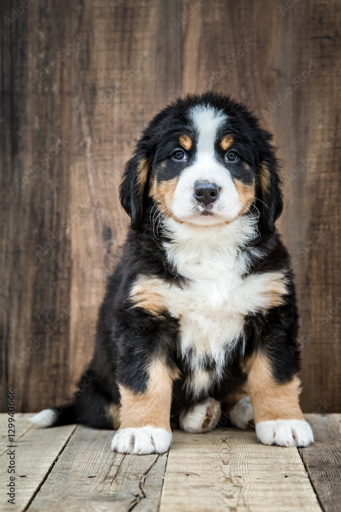 Cute Bernese Mountain Puppy Dog Cute Bernese Mountain Puppy Dog