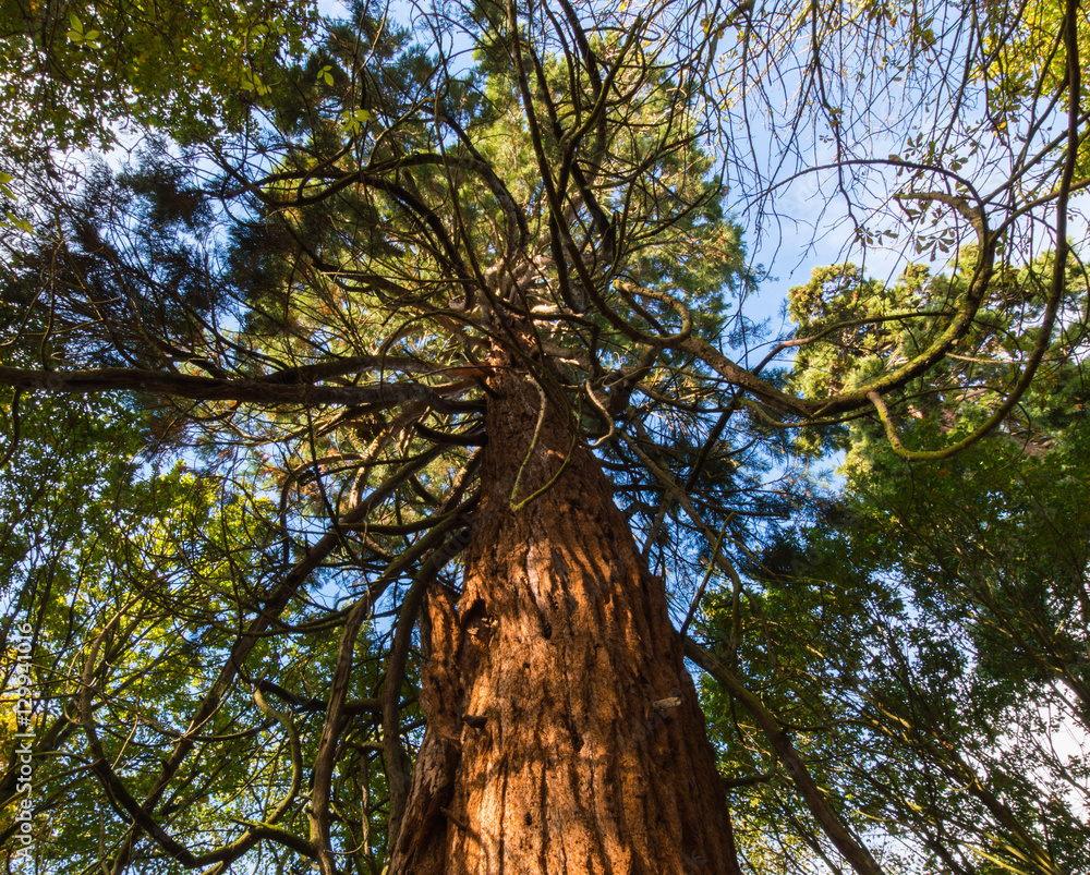 Fototapeta premium Sequoia Tree with Curling Branches in the Forest