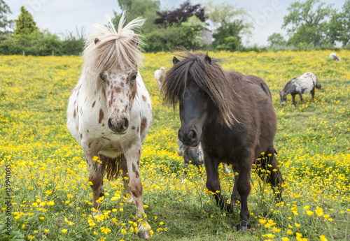 Fotografie Pair of Falabella Miniature horse mares in field of yellow flowers