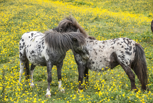 Fotografie Pair of Falabella Miniature horse mares in field of yellow flowers