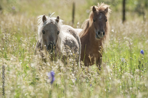 miniature horses in meadow