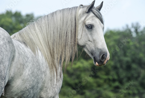 Obraz na plátně gypsy vanner horse mare portrait