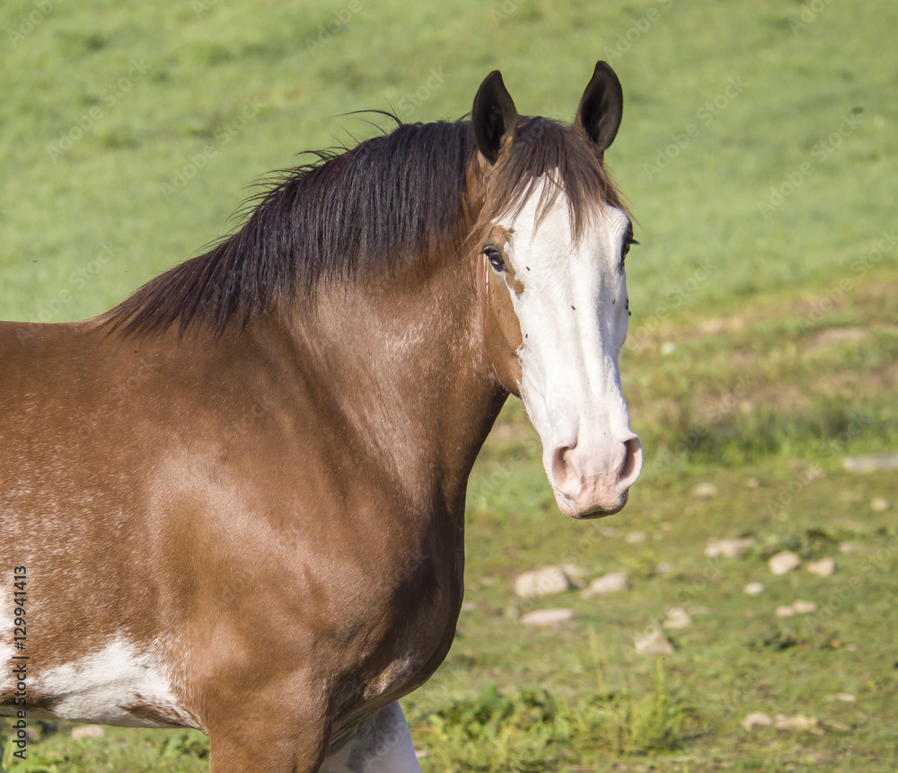 Clydesdale horse with flies on face Clydesdale horse with flies on face