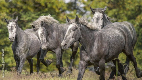 Принти на полотні Percheron Draft Horses running