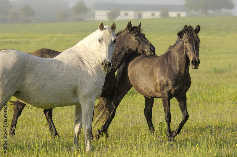 Andalusian horse mares in paddock