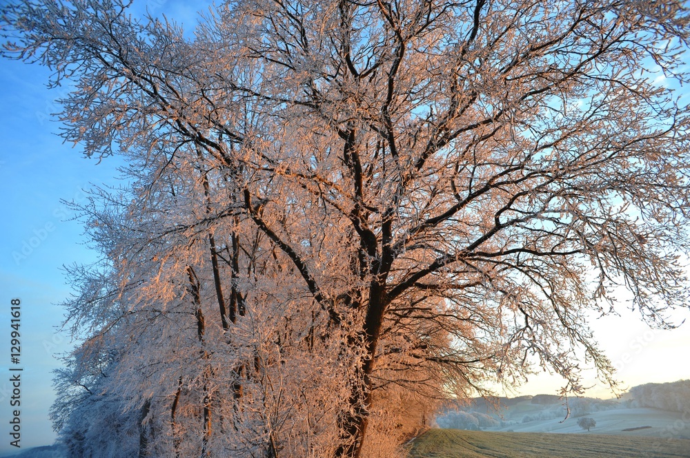 Bäume mit Rauhreif im Morgenrot im Odenwald Bäume mit Rauhreif im Morgenrot im Odenwald