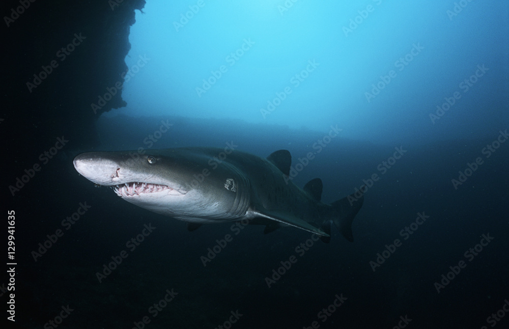 Obraz premium Sand tiger shark (carcharias taurus) underwater view