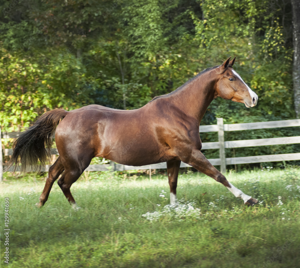 Fototapeta premium Quarter Horse mare runs in grass paddock