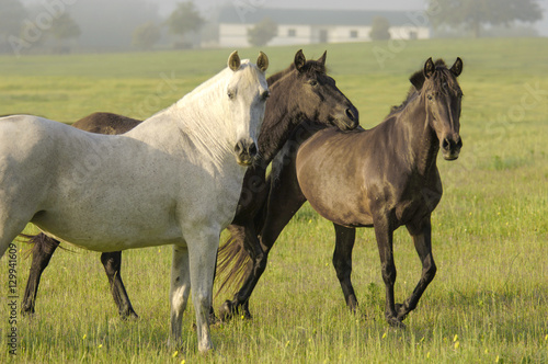 Andalusian horse mares in paddock © Mark J. Barrett