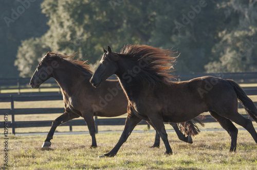 Friesian mares gallop across paddock