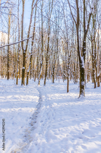 Wallpaper Mural Winter in the city park Torontodigital.ca