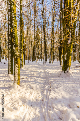 Winter in the city park