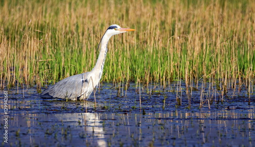 Grey heron, ardea cinerea, in a pond © Elenarts