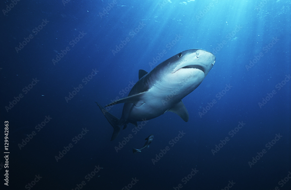 Tiger Shark (galelcerdo cuvieri) underwater view