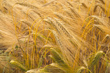 Пшеничные колосья. Сельское хозяйство в Европе