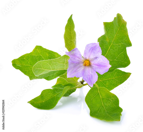 Eggplant flower