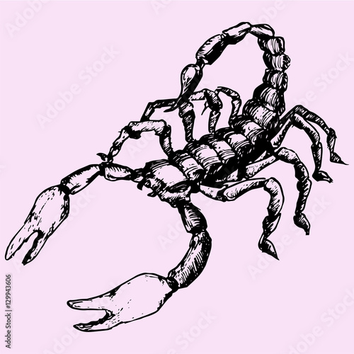 Scorpion doodle style sketch illustration hand drawn vector