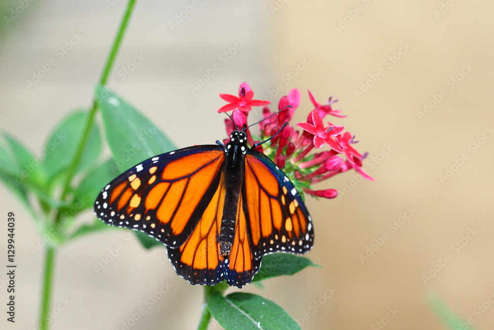 Naklejka premium Monarcha na czerwonym kwiecie