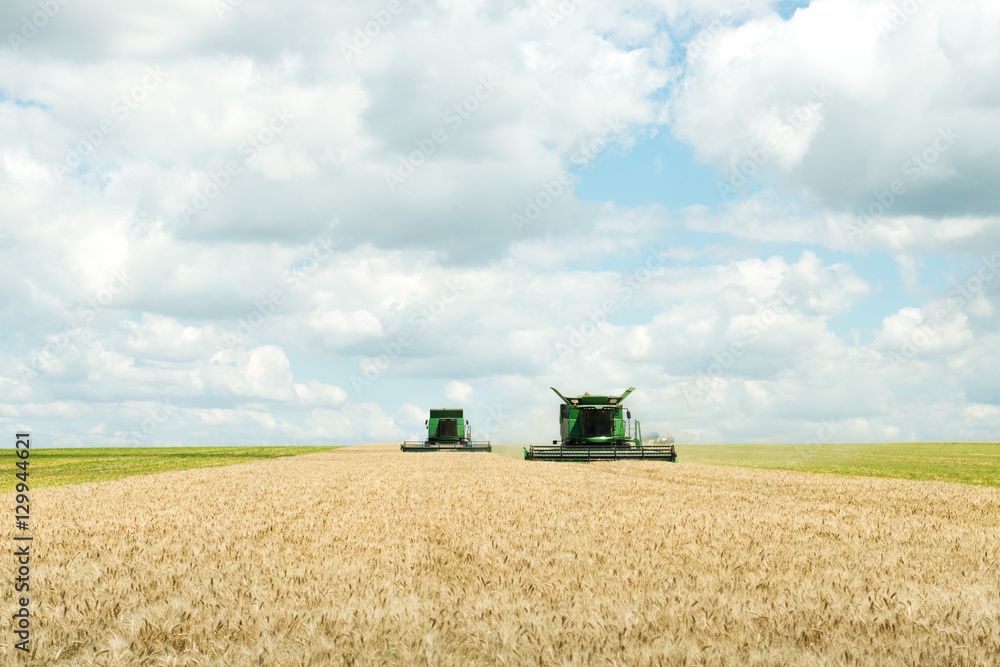 Fototapeta premium Two modern combine harvester working on a wheat crop