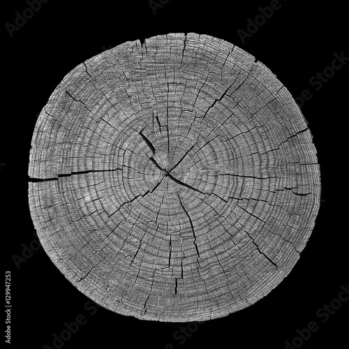 Cross section of tree trunk showing growth rings on black background. wood
